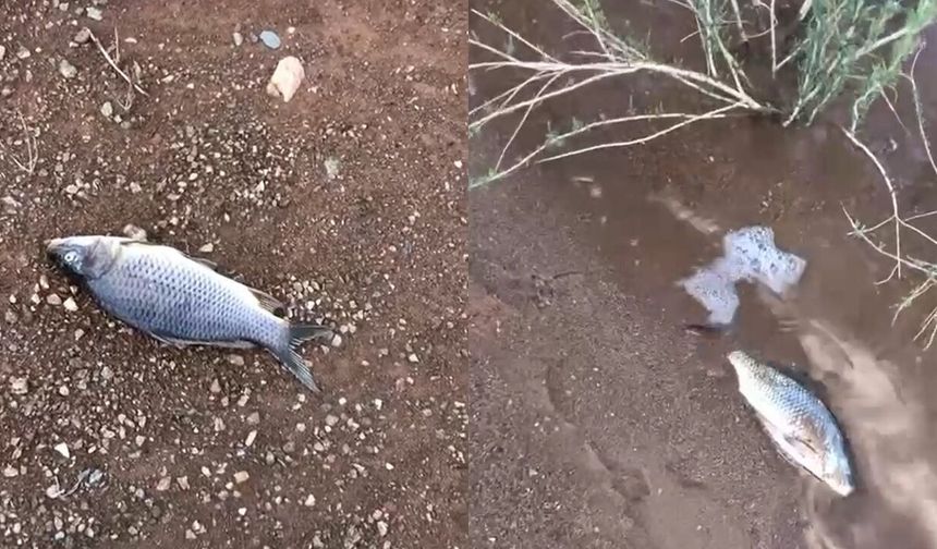 Taşköprü’de endişelendiren görüntü: Asar Göleti’nde balıklar kıyıya vurdu