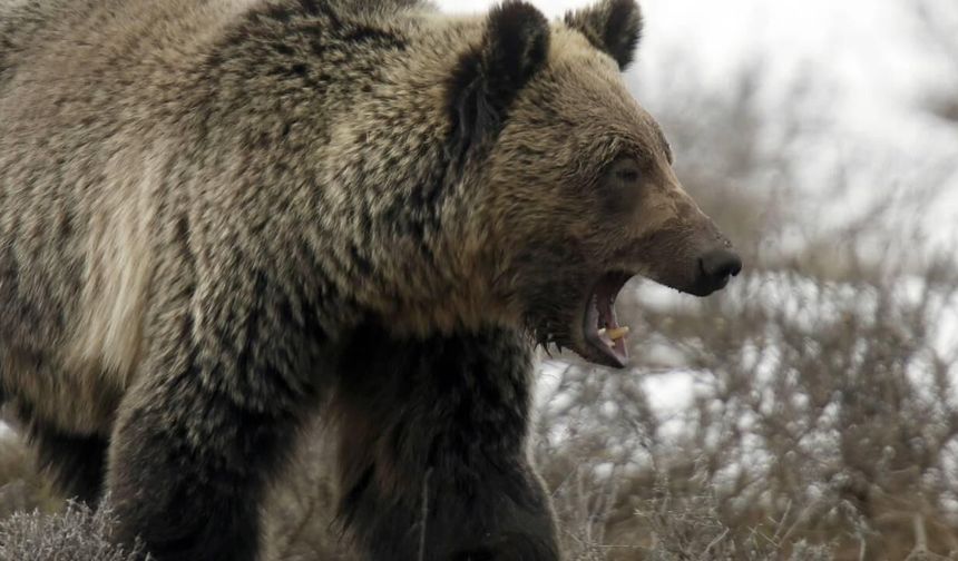 Kastamonu’daki ayı saldırısının ayrıntıları belli oldu: ‘Fazla uzaklaşma’ demişler