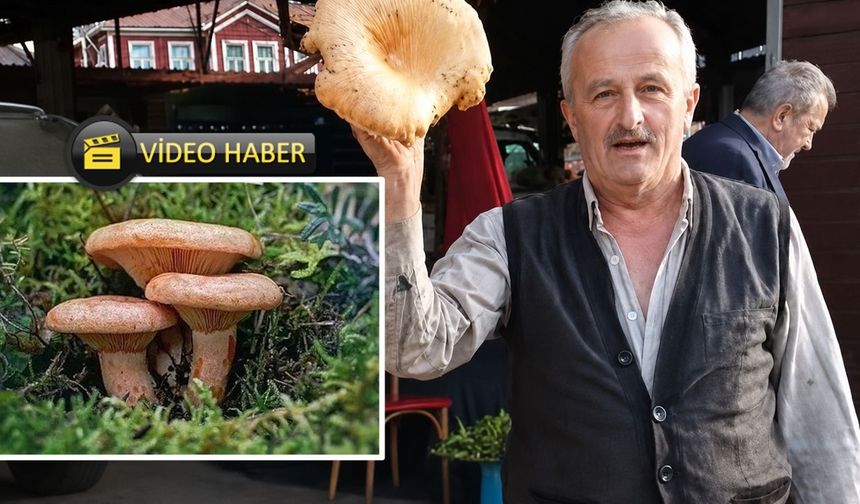 Kastamonu'da dev kanlıca mantarı satışa sunuldu: Tam 1 kilo