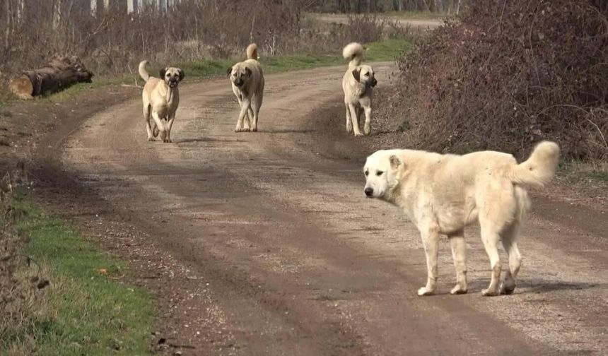 Kastamonu'da belediyeden dikkat çeken uyarı: 19 bin 110 TL ceza