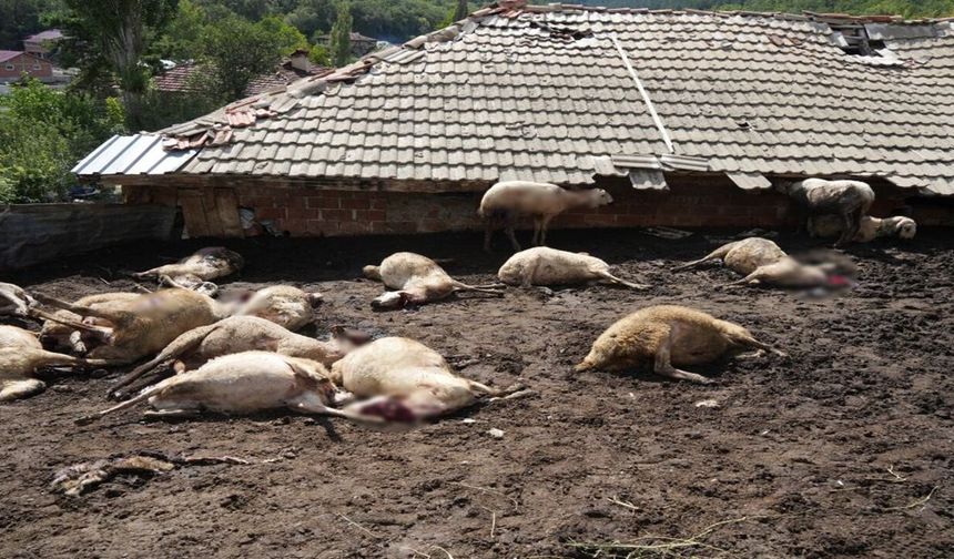 Kastamonu’da sürüye kurt saldırısı: Felaketin detayları belli oldu
