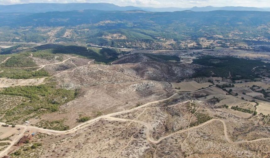 Kastamonu’daki yangın sonrası ormanlar yeniden hayat buluyor