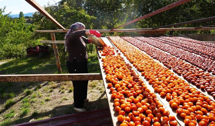 Kastamonu’nun ünlü üryani eriğinde hasat sevinci başladı