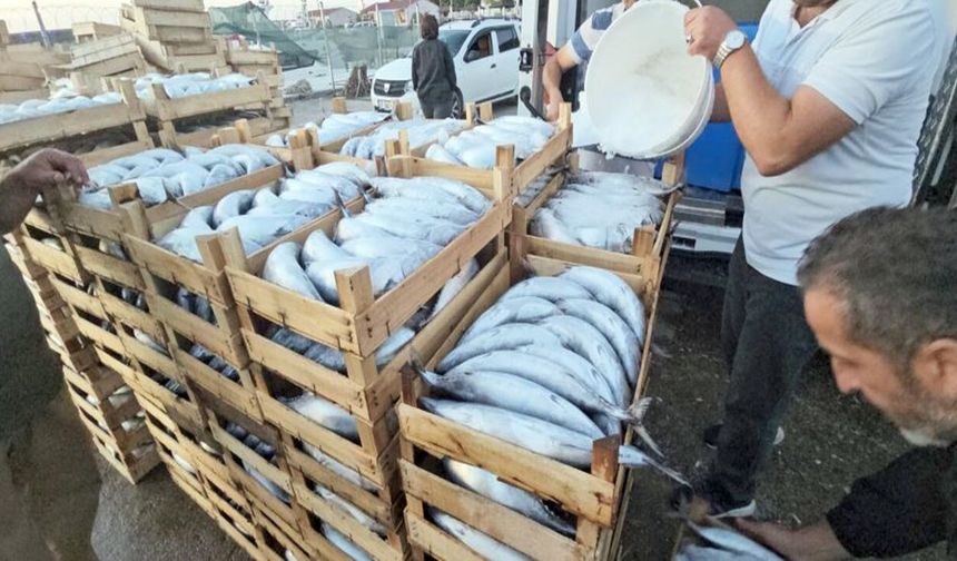 Kastamonu'da palamut bolluğu: Fiyat 40 TL’ye düştü