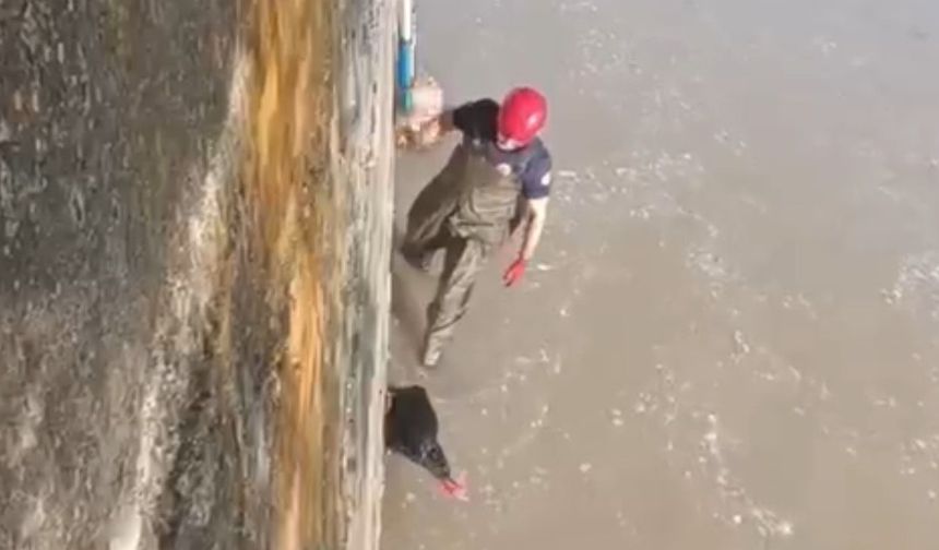 Taşköprü'de Gökırmak'a düşen hindi kurtarıldı
