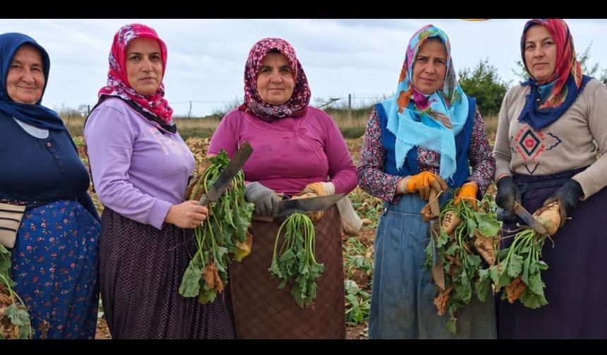 Taşköprü’de şeker pancarı hasadı başladı
