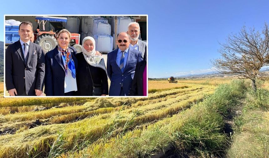Tosya’da çeltik hasadı başladı: Üretim alanlarının artması bekleniyor