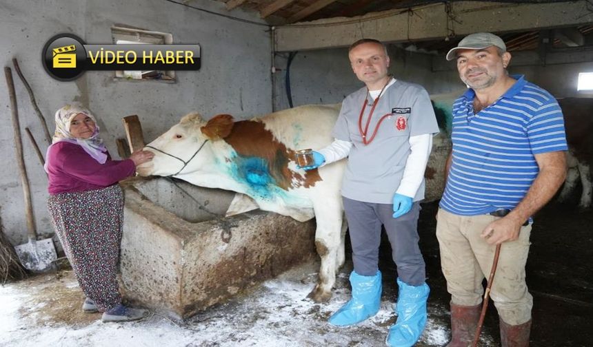 Kastamonu’da 'sarı kız' operasyonu: Literatüre geçecek ameliyat