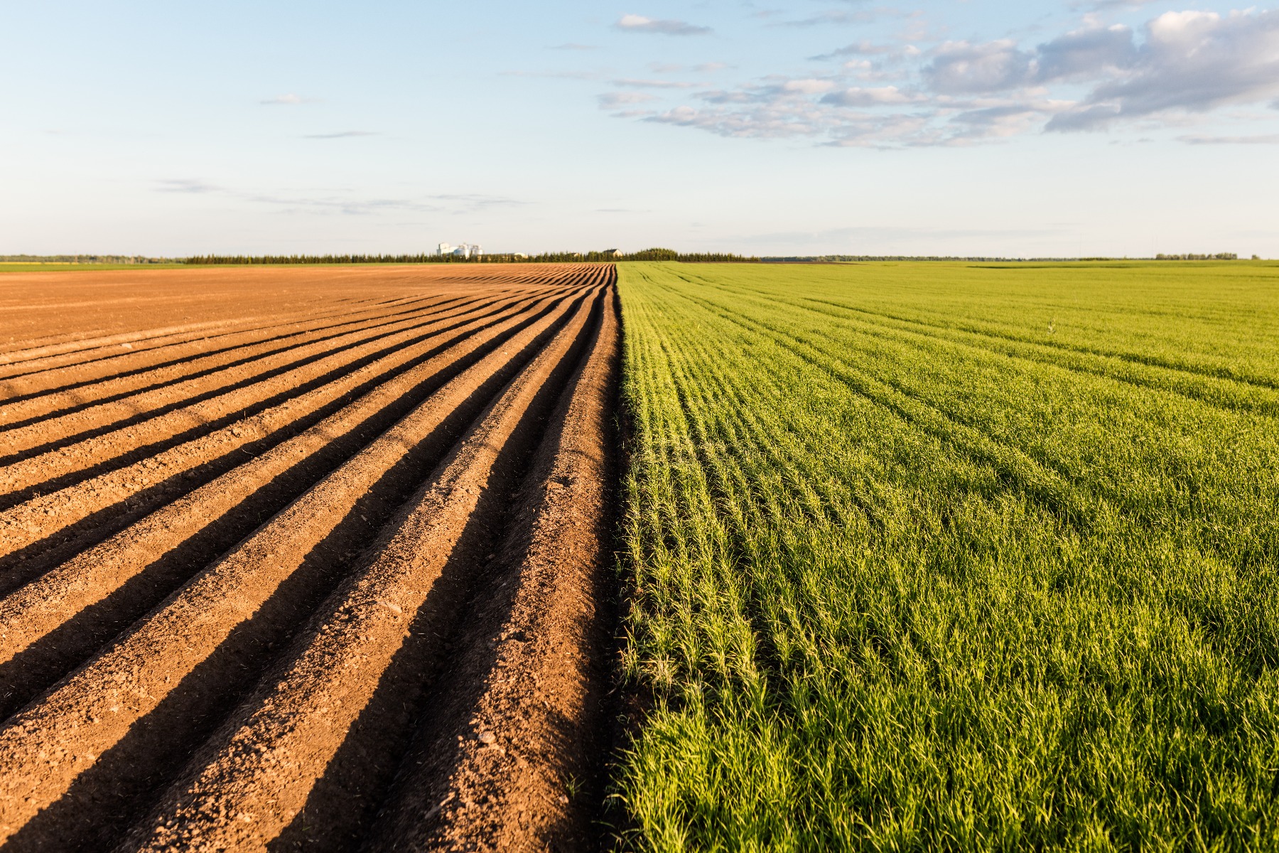 shutterstock_423151060_-wheat_sowed_and_growing_fields