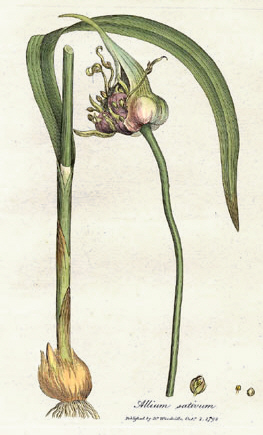 Allium Sativum Woodwill 1793