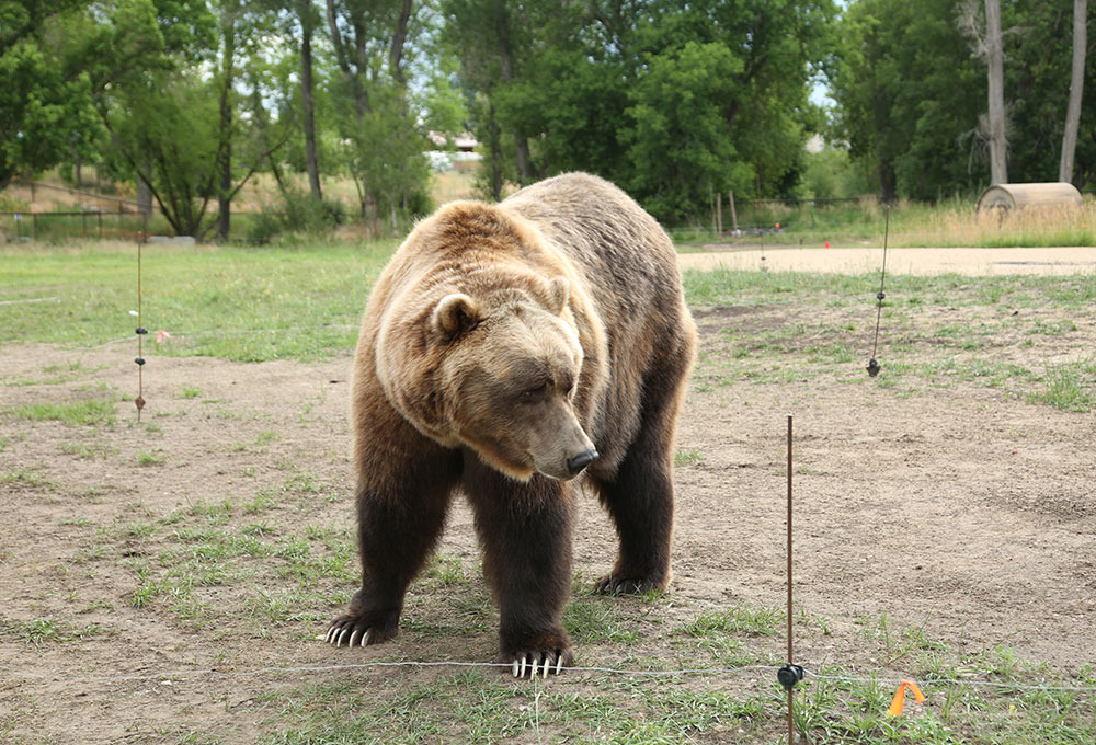 bearfacts2