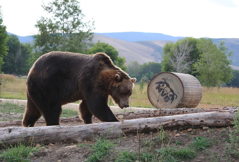 bearfacts5