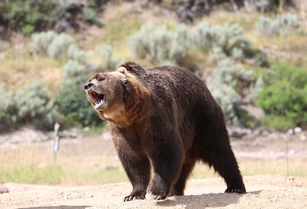 bearfacts6