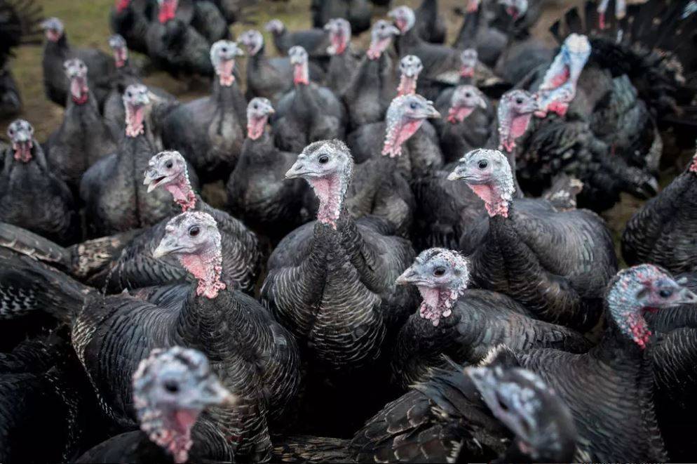 Hindi Fiyatları Cep Yakıyor. Yılbaşı Sofralarının Vazgeçilmesi Yenicag17