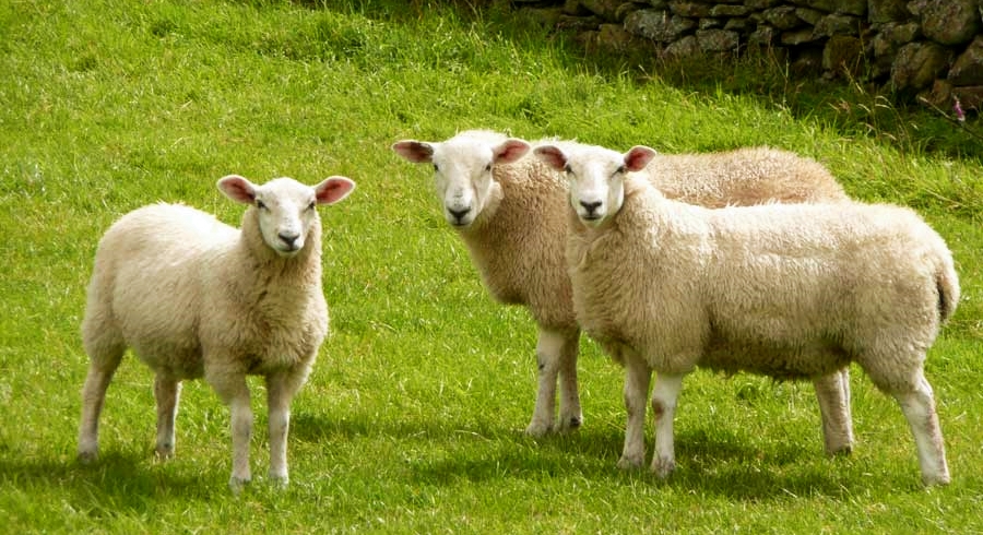 Kucukbas Hayvan Sayisi Yuzde 80 Artti H1511632278 29A870