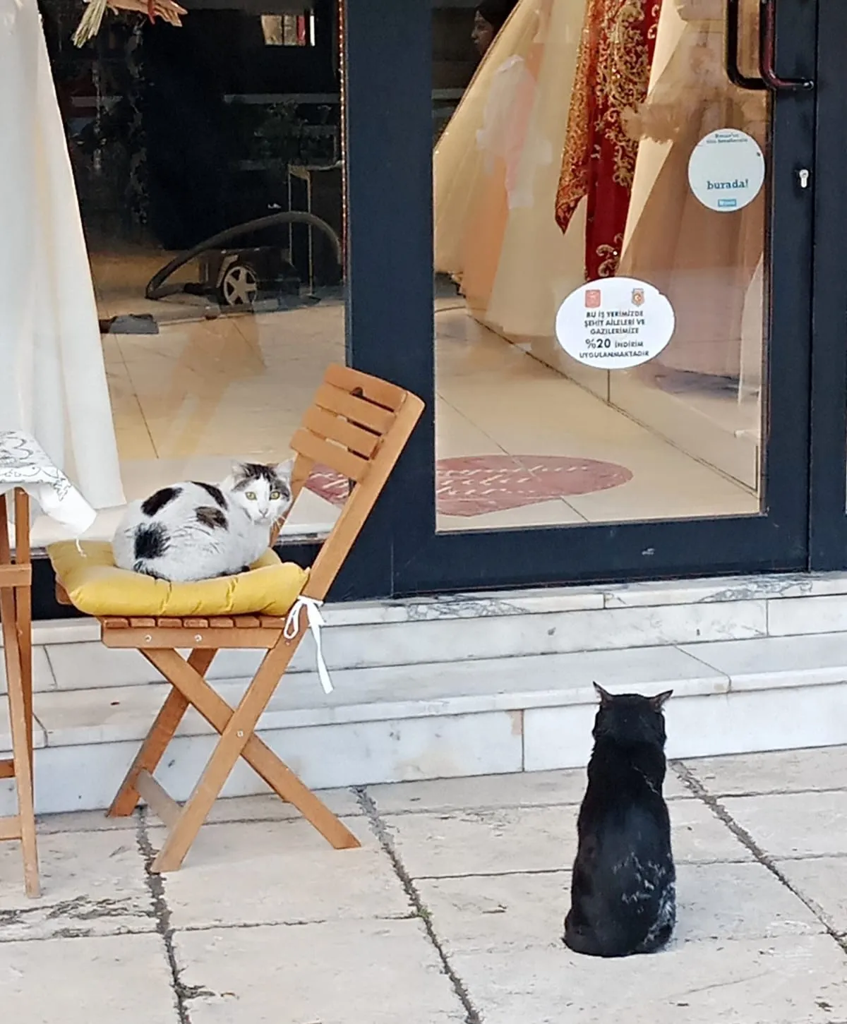 Kastamonu’da Aşkın Yeni Simgesi Romantik Kediler Kastamonu Taskopru Postasi Haberleri