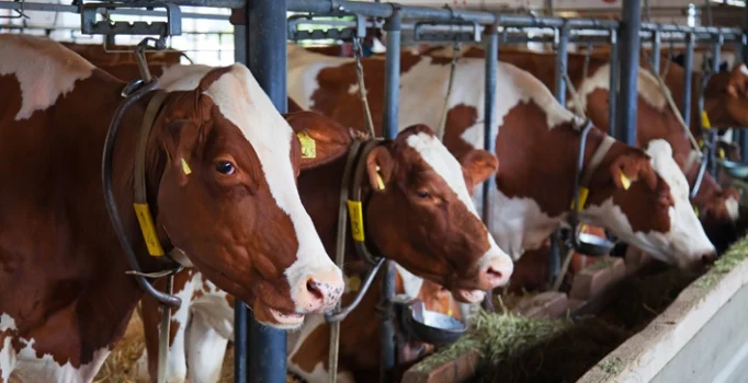 Inek Kastamonu Taskoprü Besici