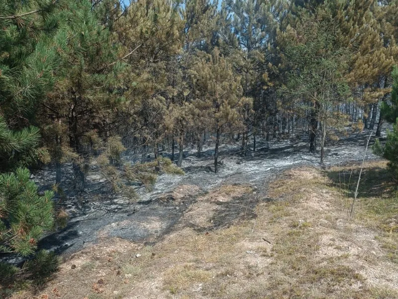 Kastamonu'da Alevler Yükseldi! Taşköprü'den De Ekipler Söndürme Çalışmalarına Dahil Oldu! 3