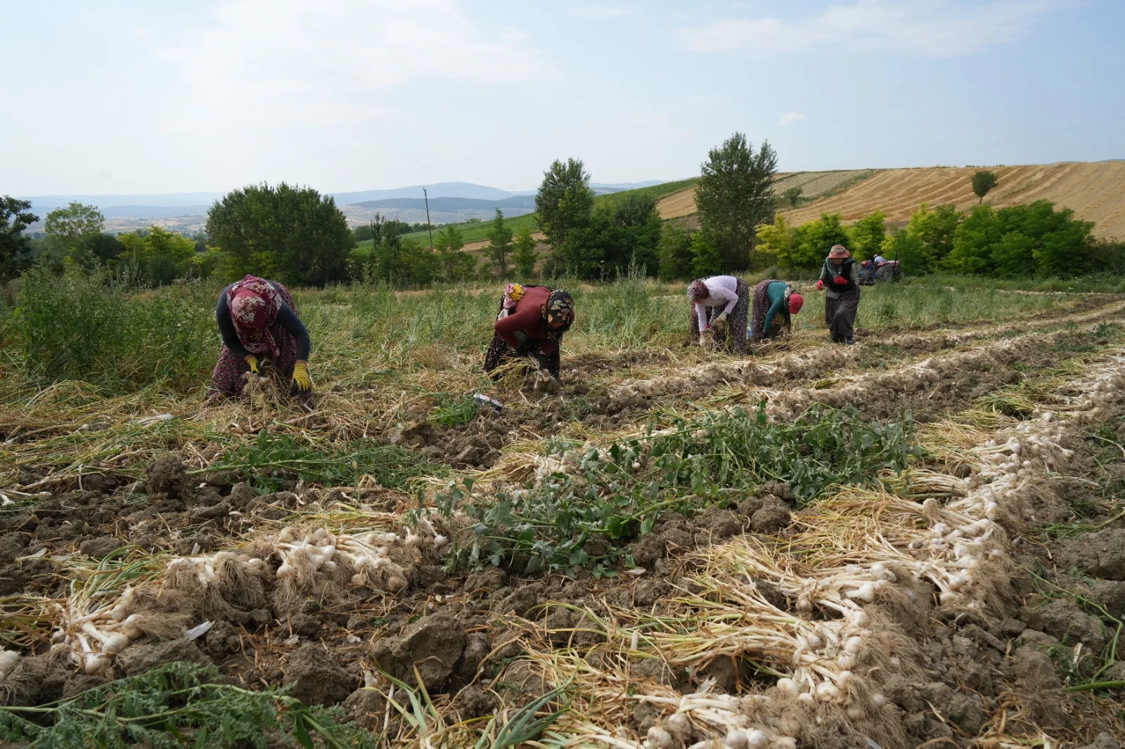 Taşköprü Sarımsağı Hasadı Devam Ediyor! 40 Ile 130 Lira Arasında Satılıyor! 6