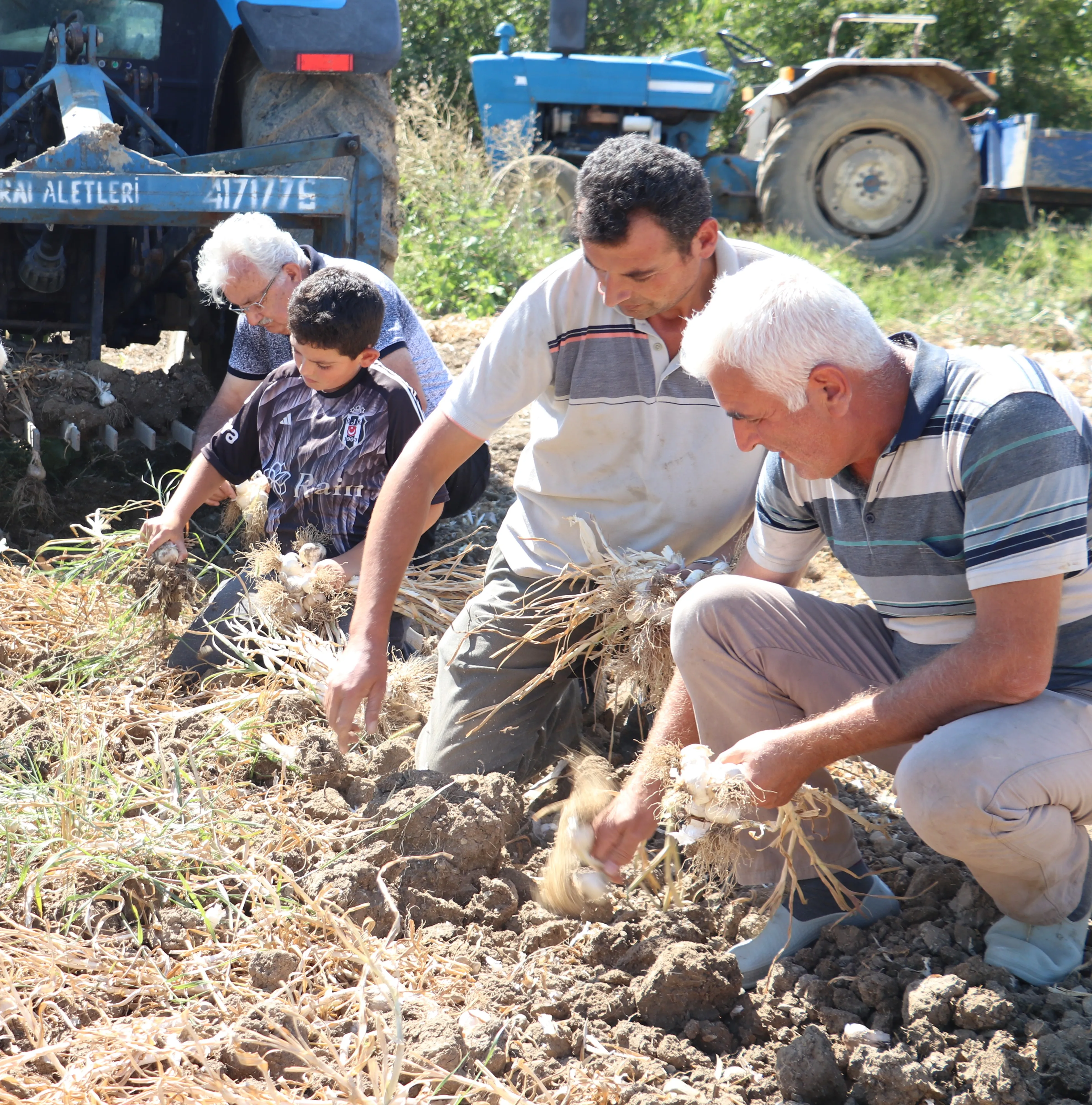 Ab Tescilli Taşköprü Sarımsağında Hasat Süreci Tamamlandı! (4)