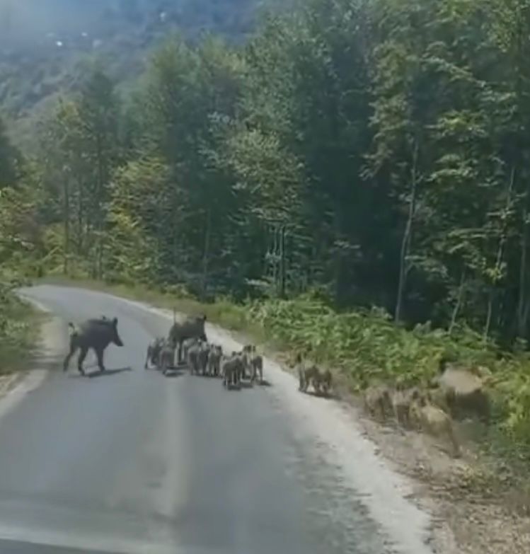 Kastamonu Inebolu Domuz Surusu Doganyurt (1)