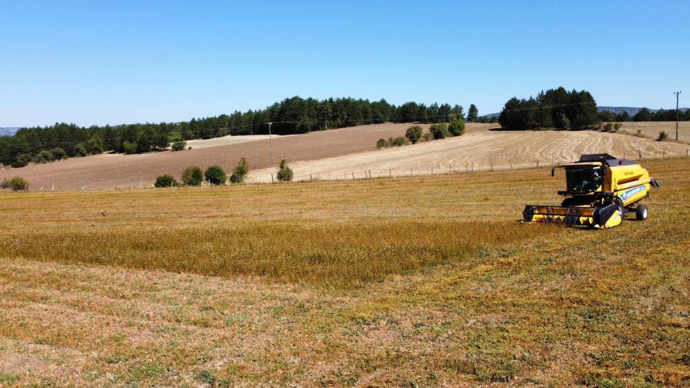 Kastamonu Kara Bugday Colyak Hastaligi (7)