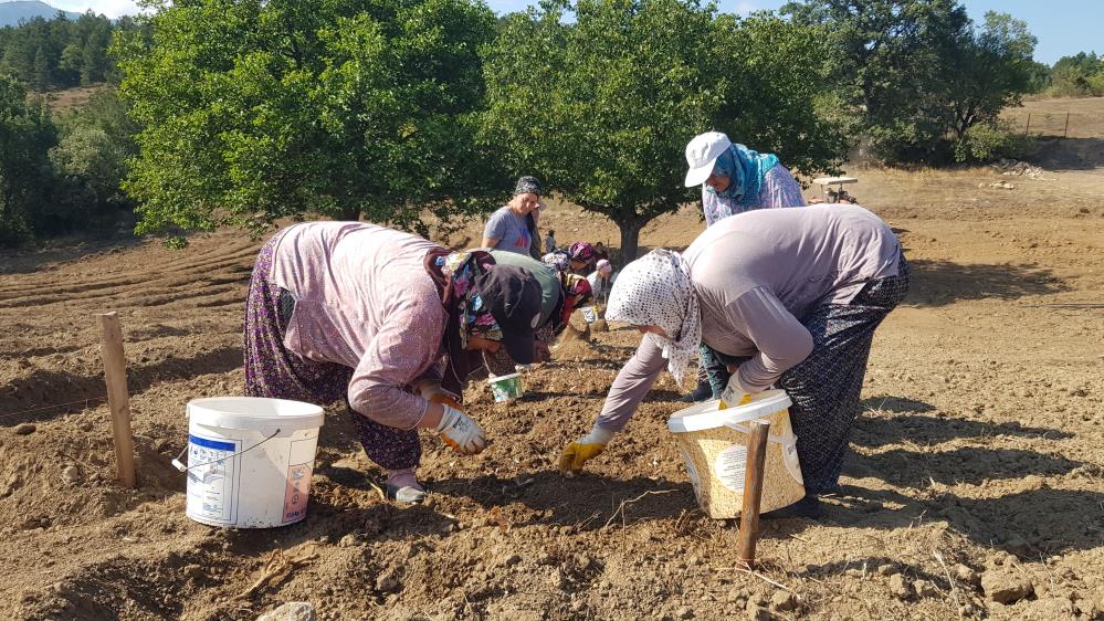 Kastamonu Safranbolu Baharat Safran (2)