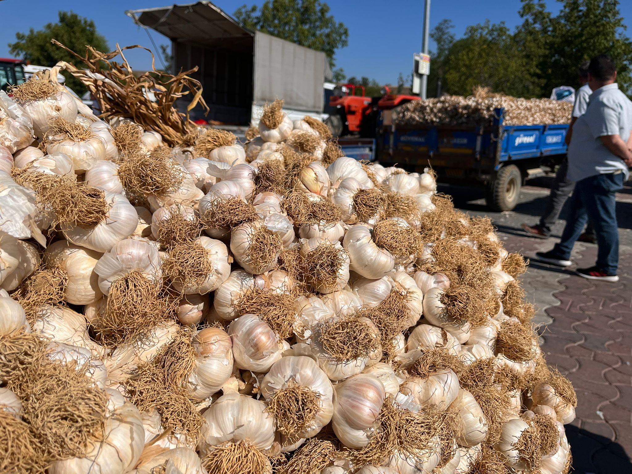 Taskopru Sarimsak Pazari Kastamonu (6)