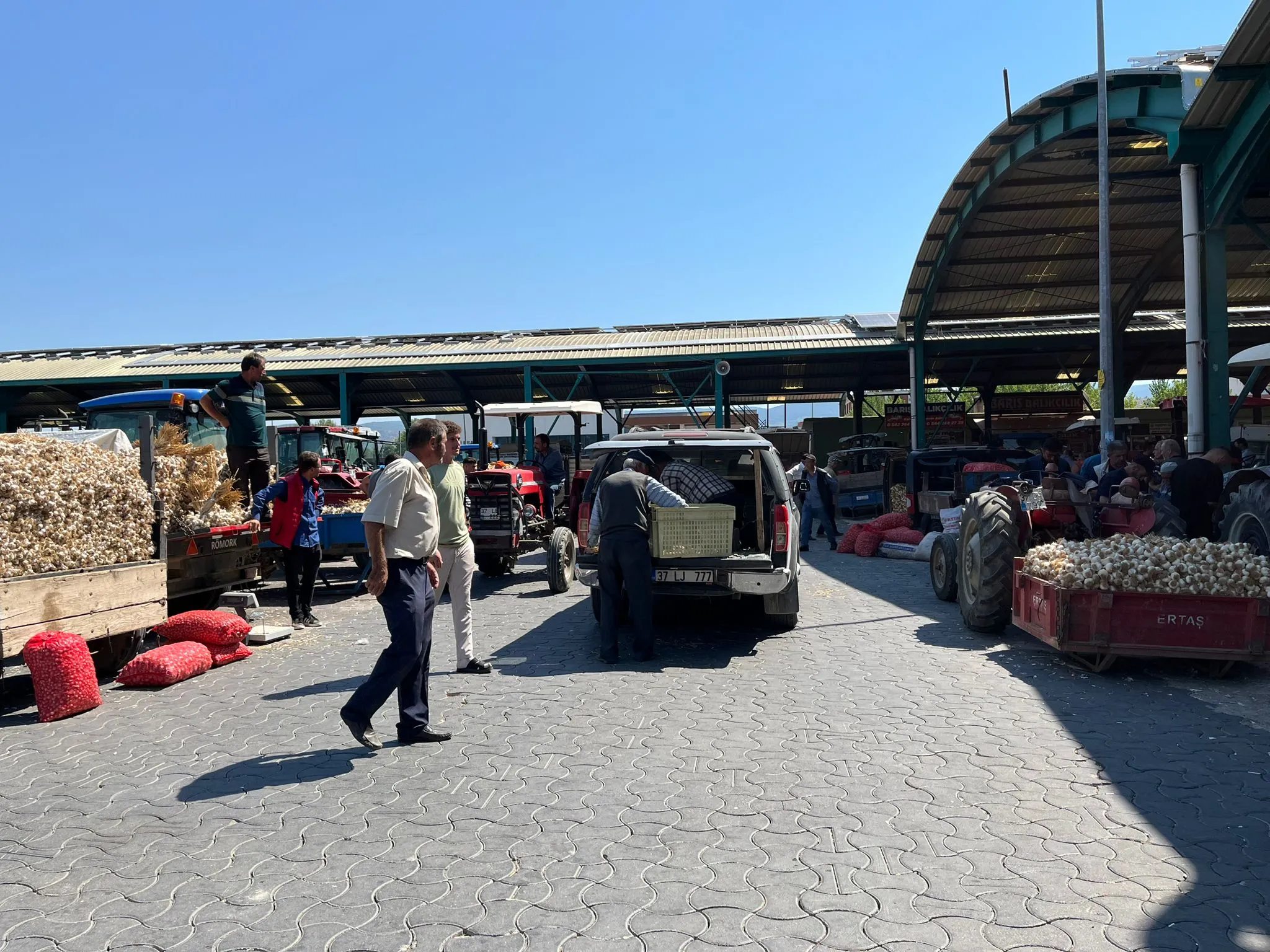 Taşköprü’de Pazarlık Büyük Taşköprü Sarımsağı Fiyatları Ne Kadar (4)