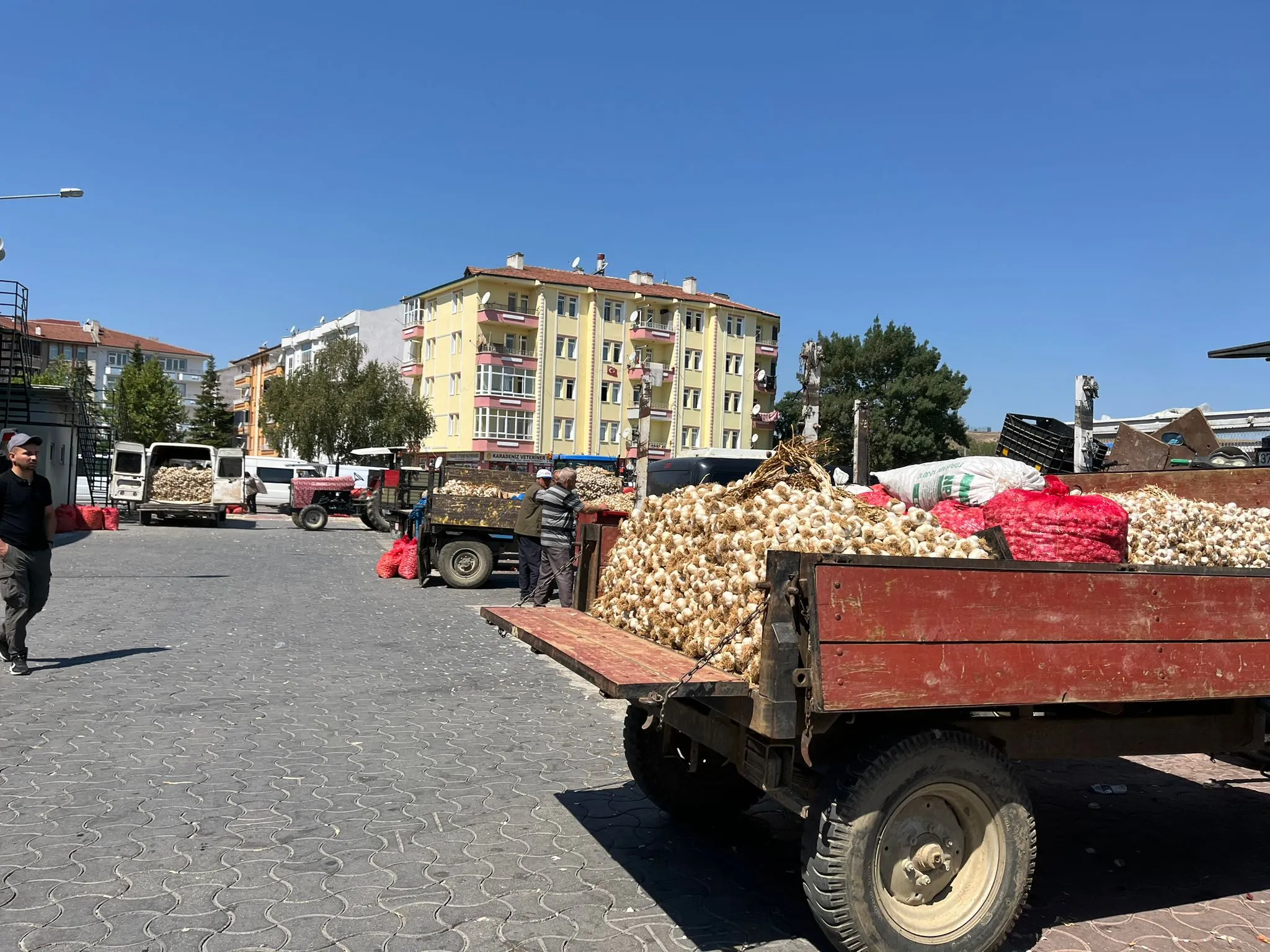 Taşköprü’de Pazarlık Büyük Taşköprü Sarımsağı Fiyatları Ne Kadar (5)