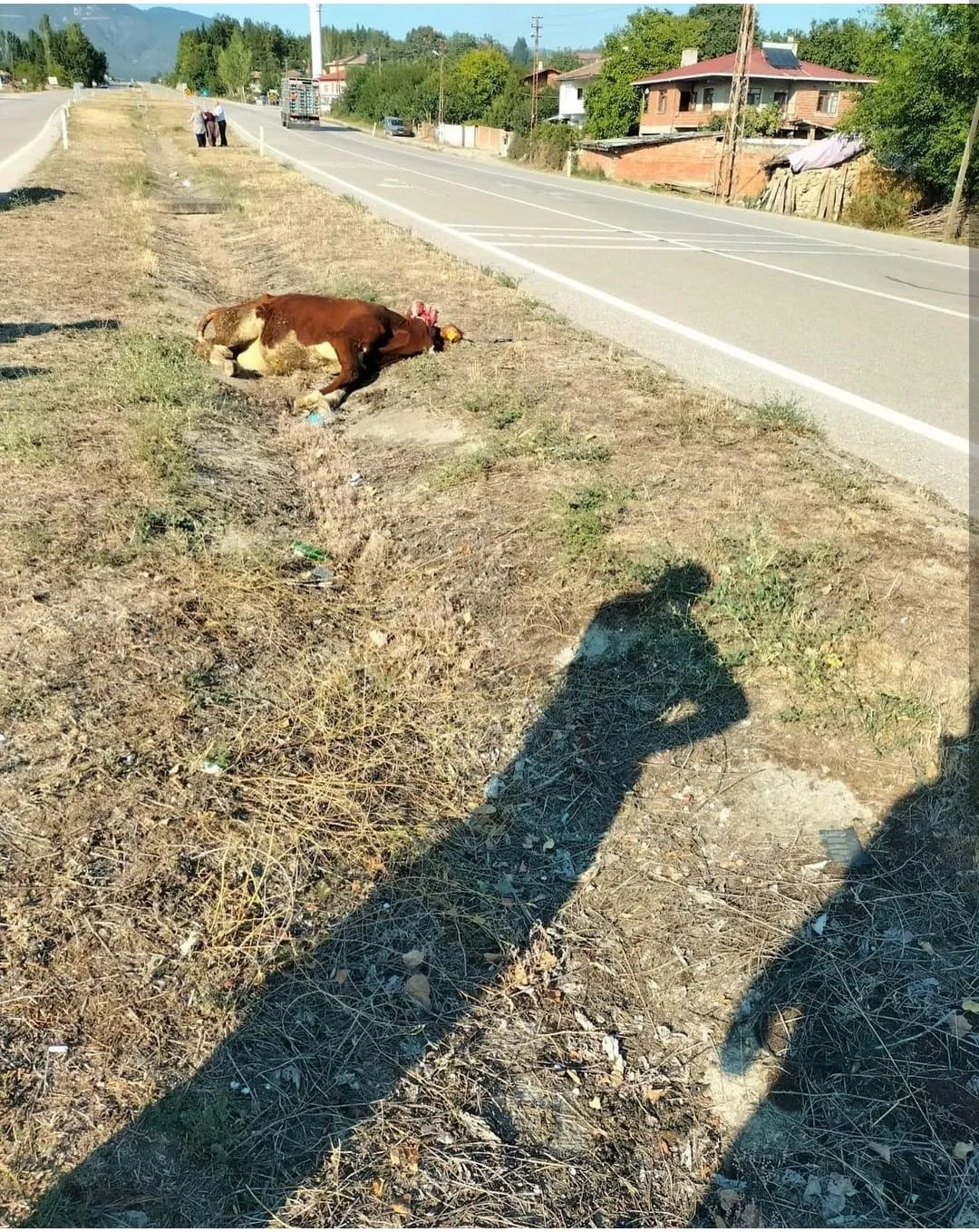 Yürekleri Ağıza Getiren Kaza Otomobil Ineğe Çarptı 2 Kişi Yaralandı! (2)