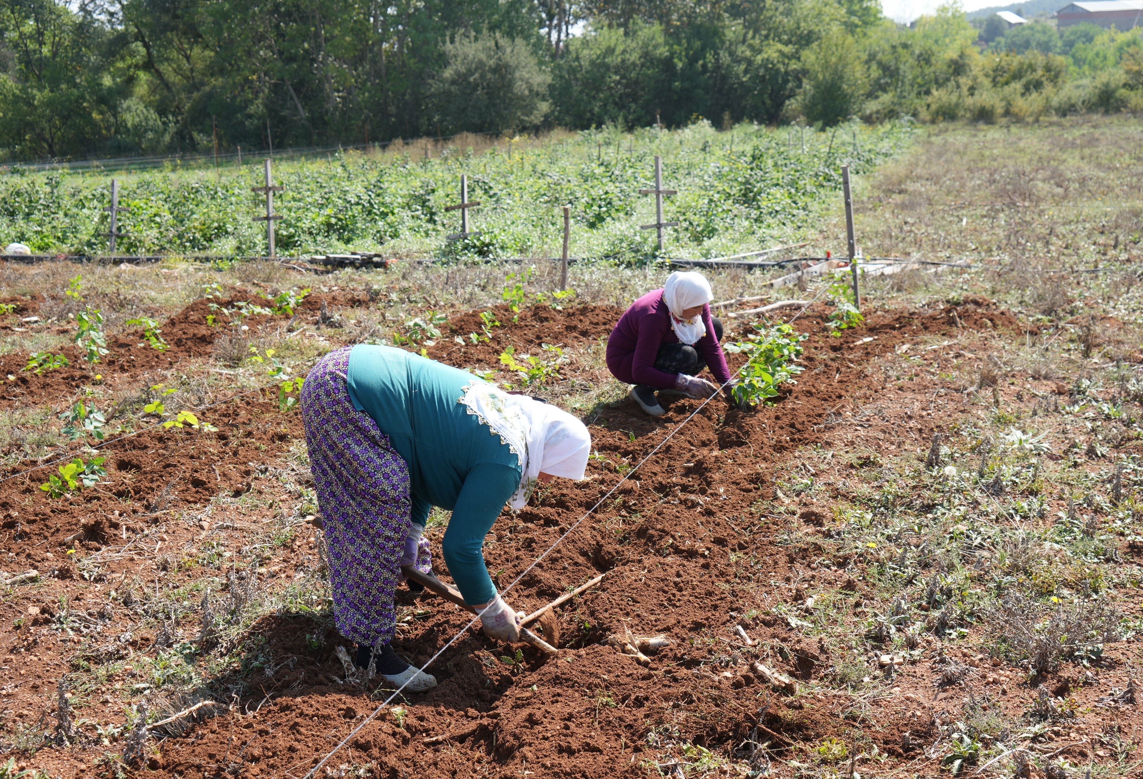 Kastamonu Bugurtlen Çiftci Tarim (1)