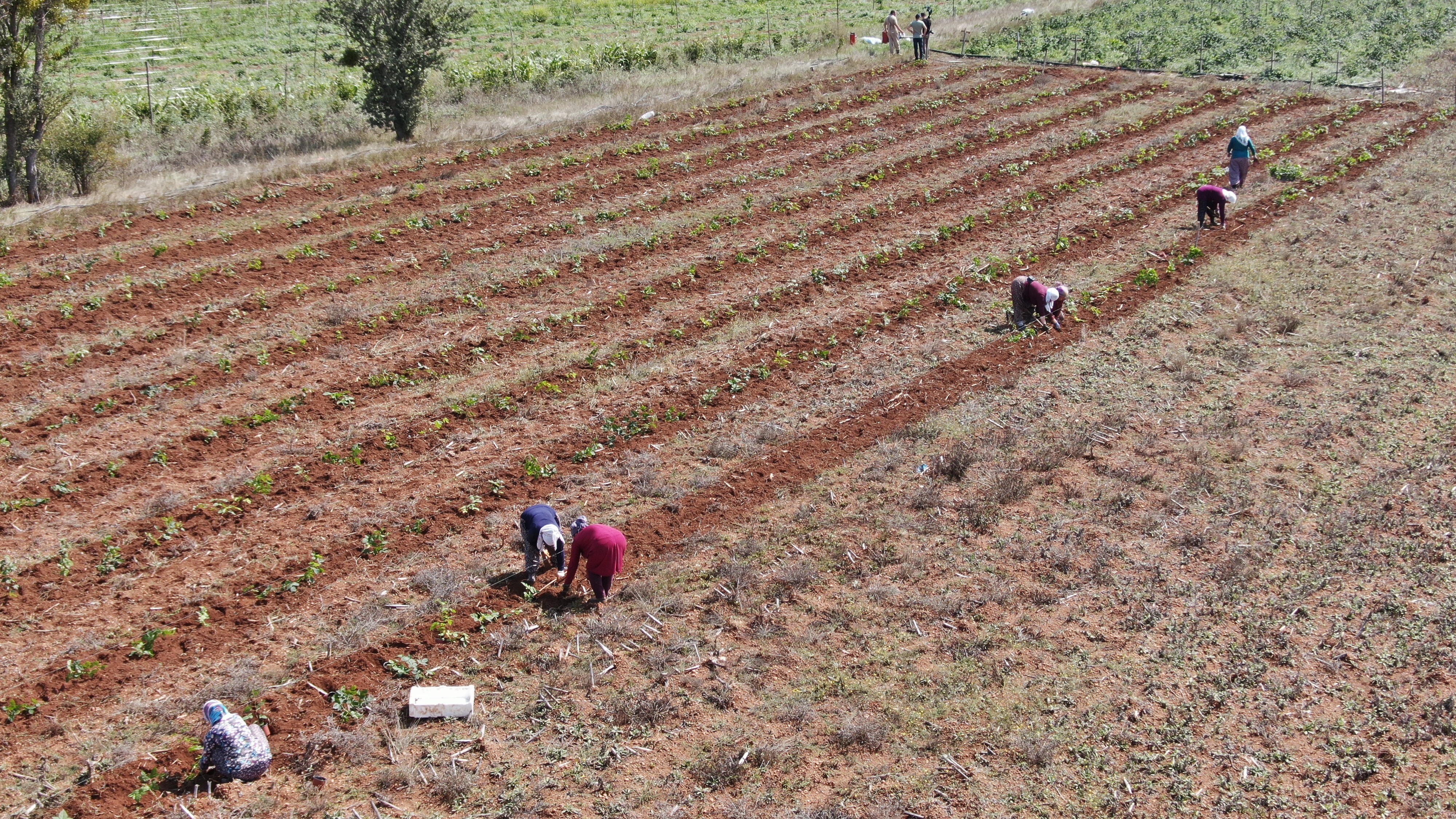 Kastamonu Bugurtlen Çiftci Tarim (4)