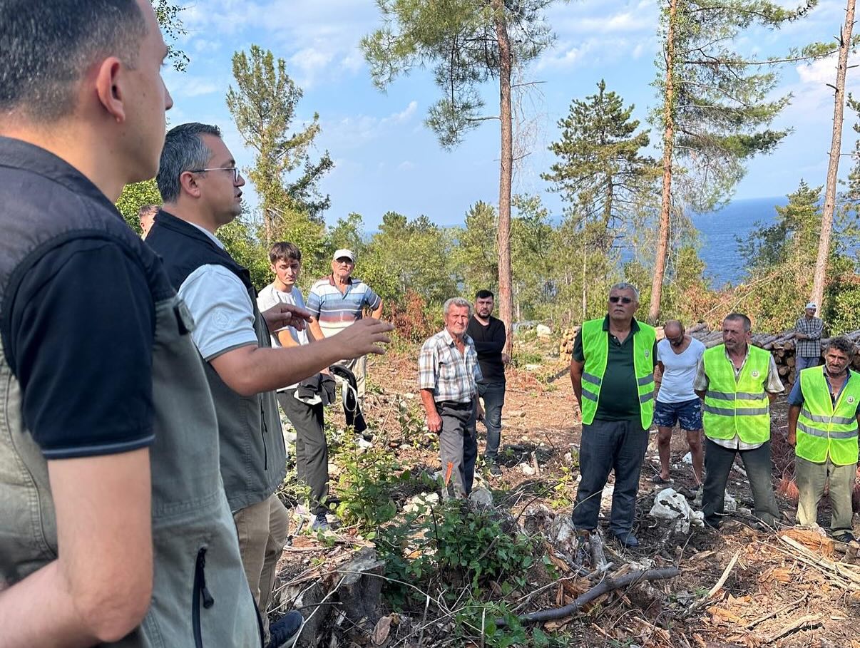 Kastamonu Cide Defne Bitkisi Orman (2)