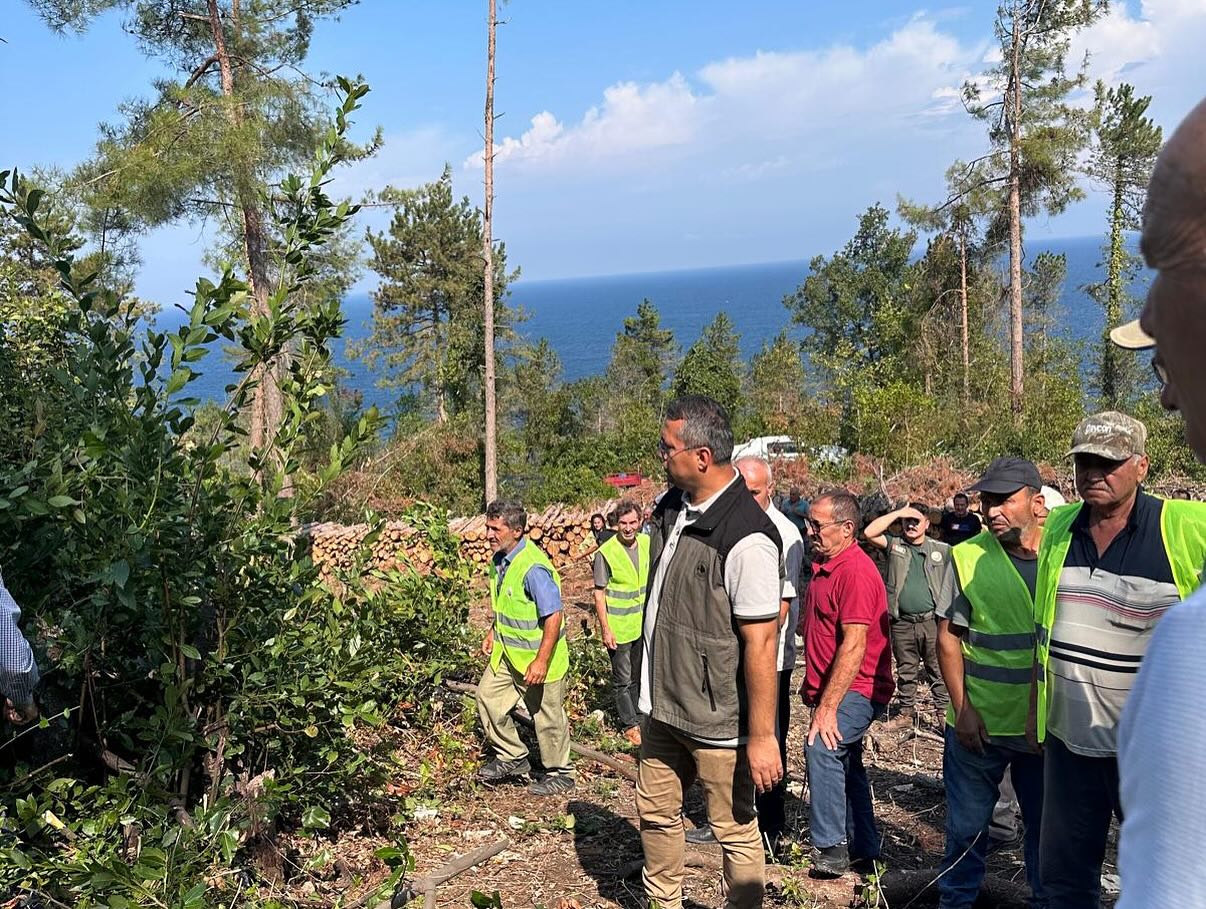 Kastamonu Cide Defne Bitkisi Orman (4)