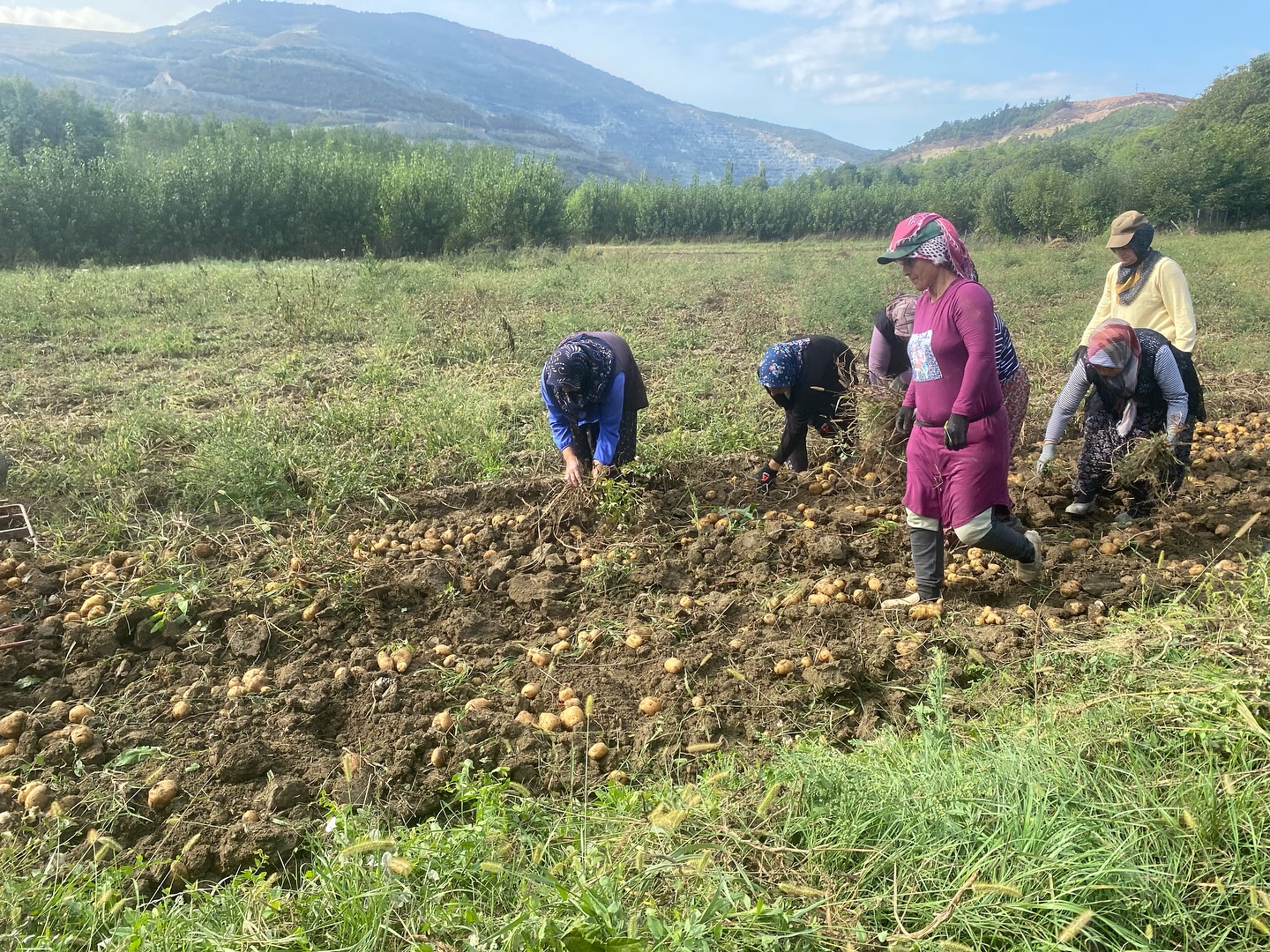 Kastamonu Hanonu Patates Maden (5)