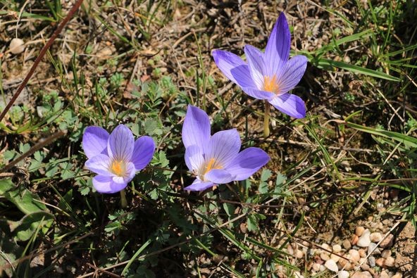 Kastamonu Ilgaz Cankiri Vargit Cicekleri (2)