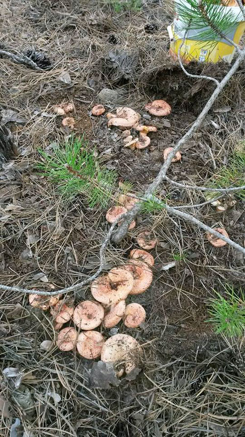 Kastamonu Kanlica Mantari Taskopru (3)