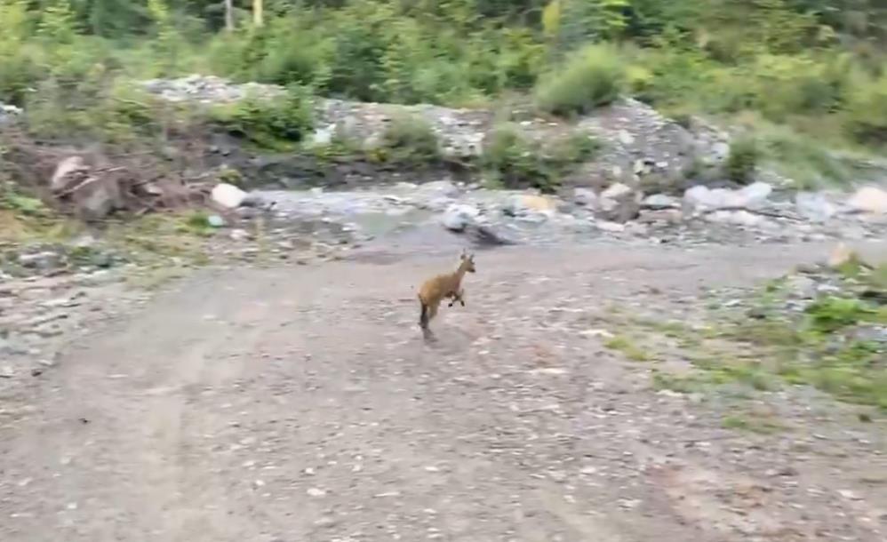 Kastamonu Karaca Doga Terzi Koyu (1)