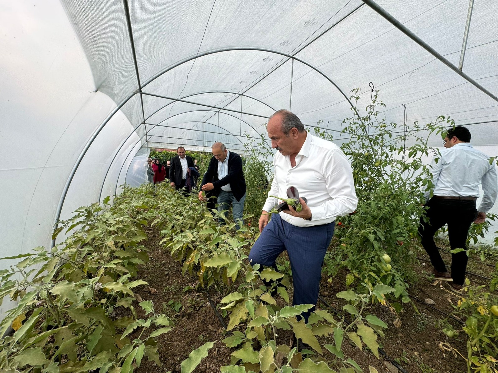 Kastamonu Taskopru Fide Hasat (10)