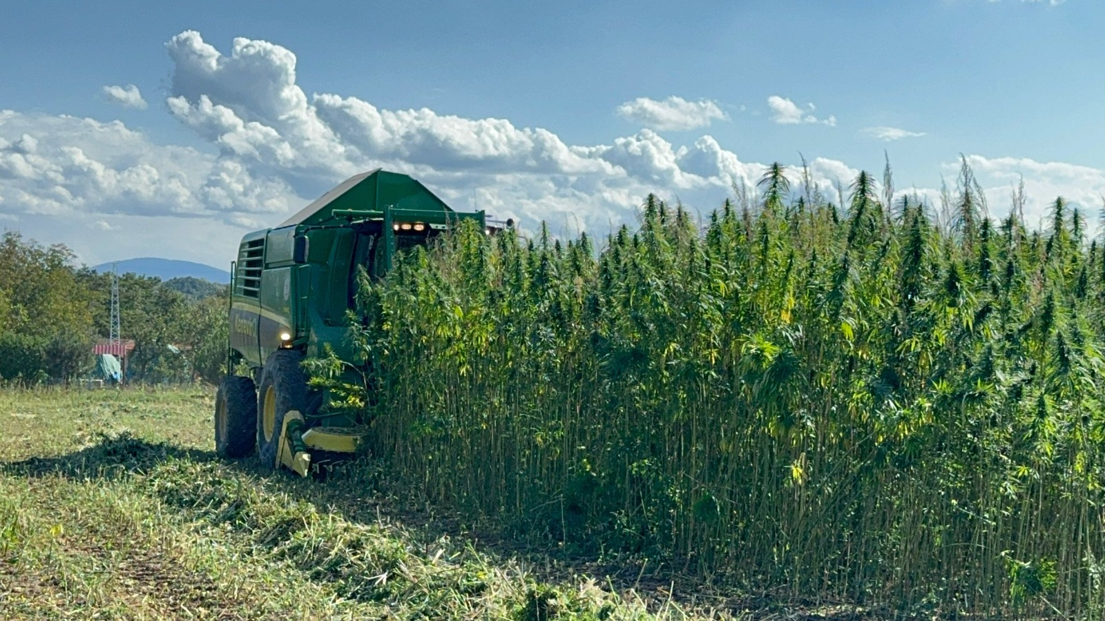 Kastamonu Taskopru Kendir Kenevir Tarim (11)