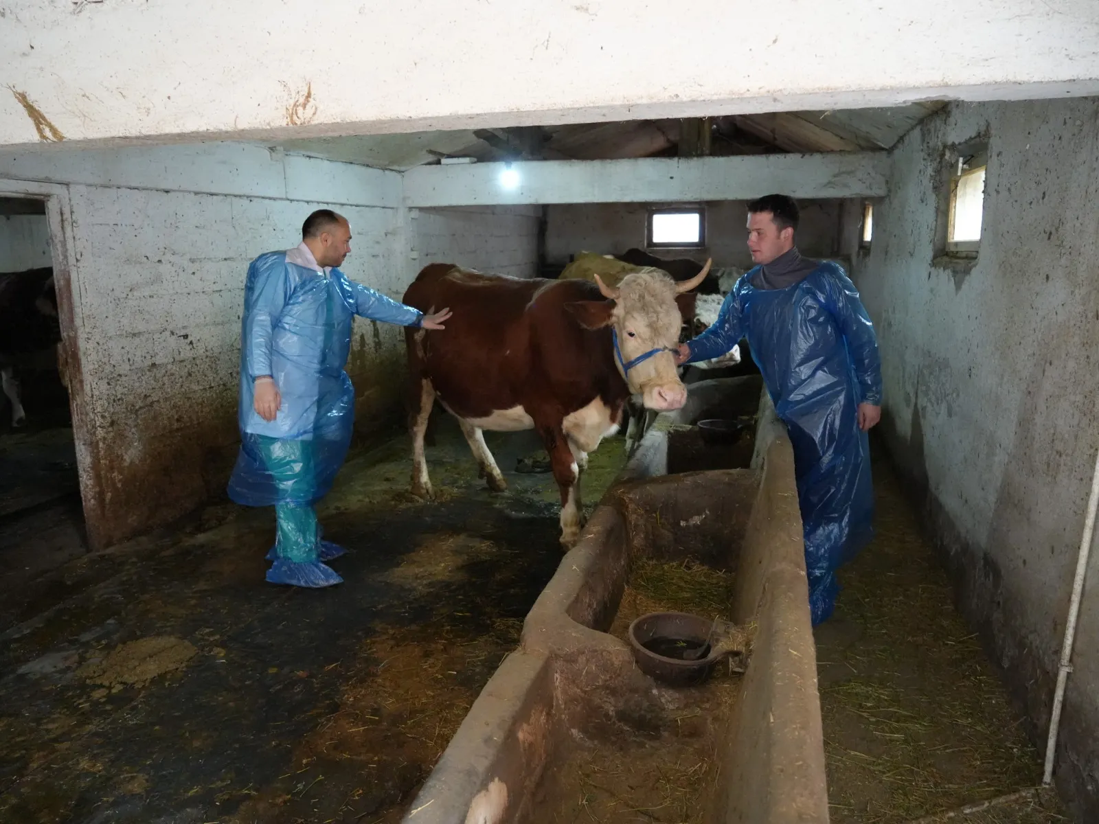 Kastamonu'da Ahırlarda Oluşan Mantar Ve Küf Çeşitleri Araştırıldı, Ilginç Sonuçlar Ortaya Çıktı! 7