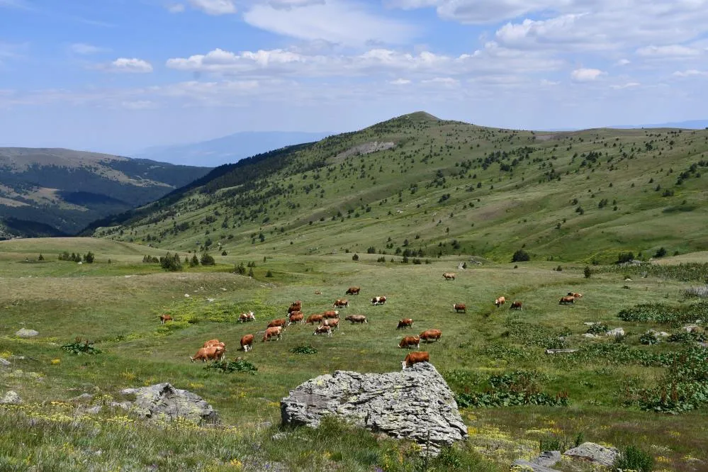 Kastamonu’daki Yaylalar, Güzelliği Ile Mest Etmeye Devam Ediyor (1)