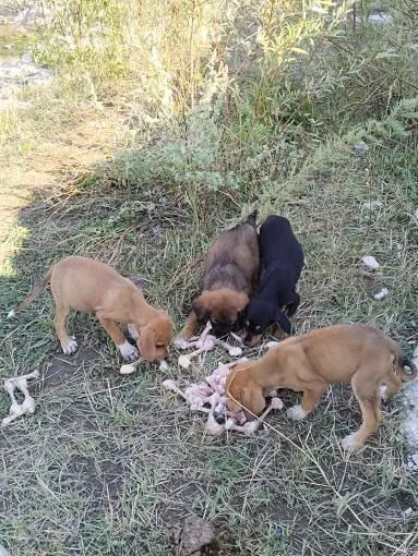 Kastamonu'yu Karış Karış Geziyor Sokak Hayvanlarına Yiyecek Ulaştırıyor! 6