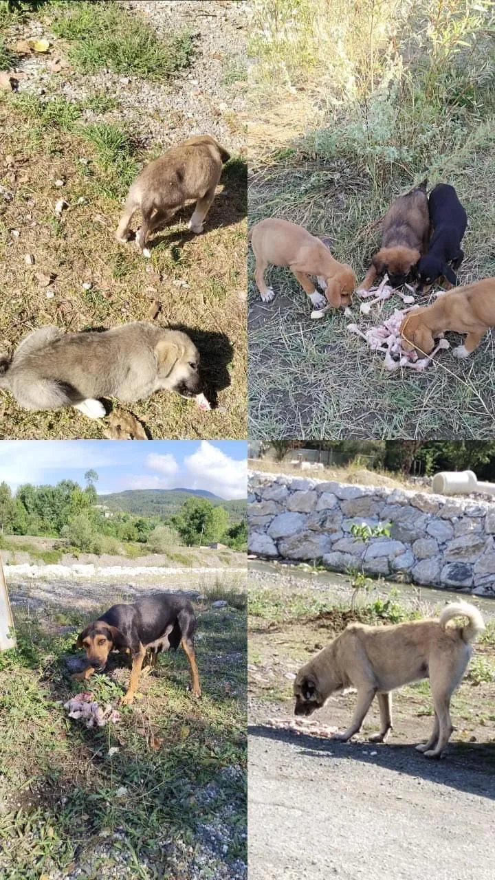 Kastamonu'yu Karış Karış Geziyor Sokak Hayvanlarına Yiyecek Ulaştırıyor! 7