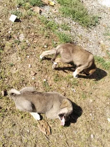 Kastamonu'yu Karış Karış Geziyor Sokak Hayvanlarına Yiyecek Ulaştırıyor!