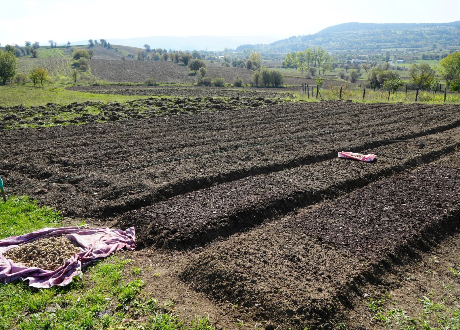 Doğada Toplanması Yasak Kastamonu'da 12 Dekar Alanda Dikim Başladı 1