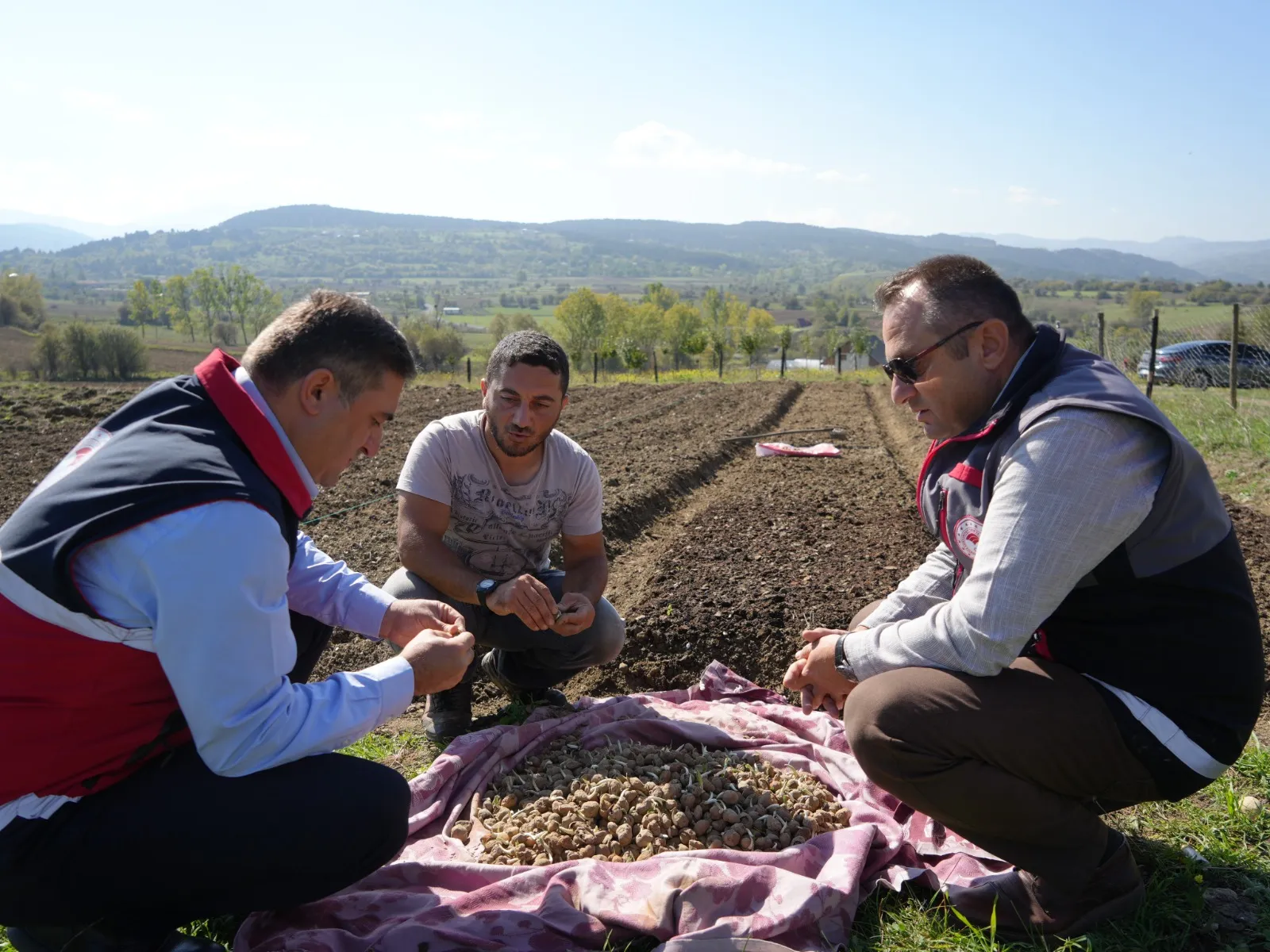 Doğada Toplanması Yasak Kastamonu'da 12 Dekar Alanda Dikim Başladı 11