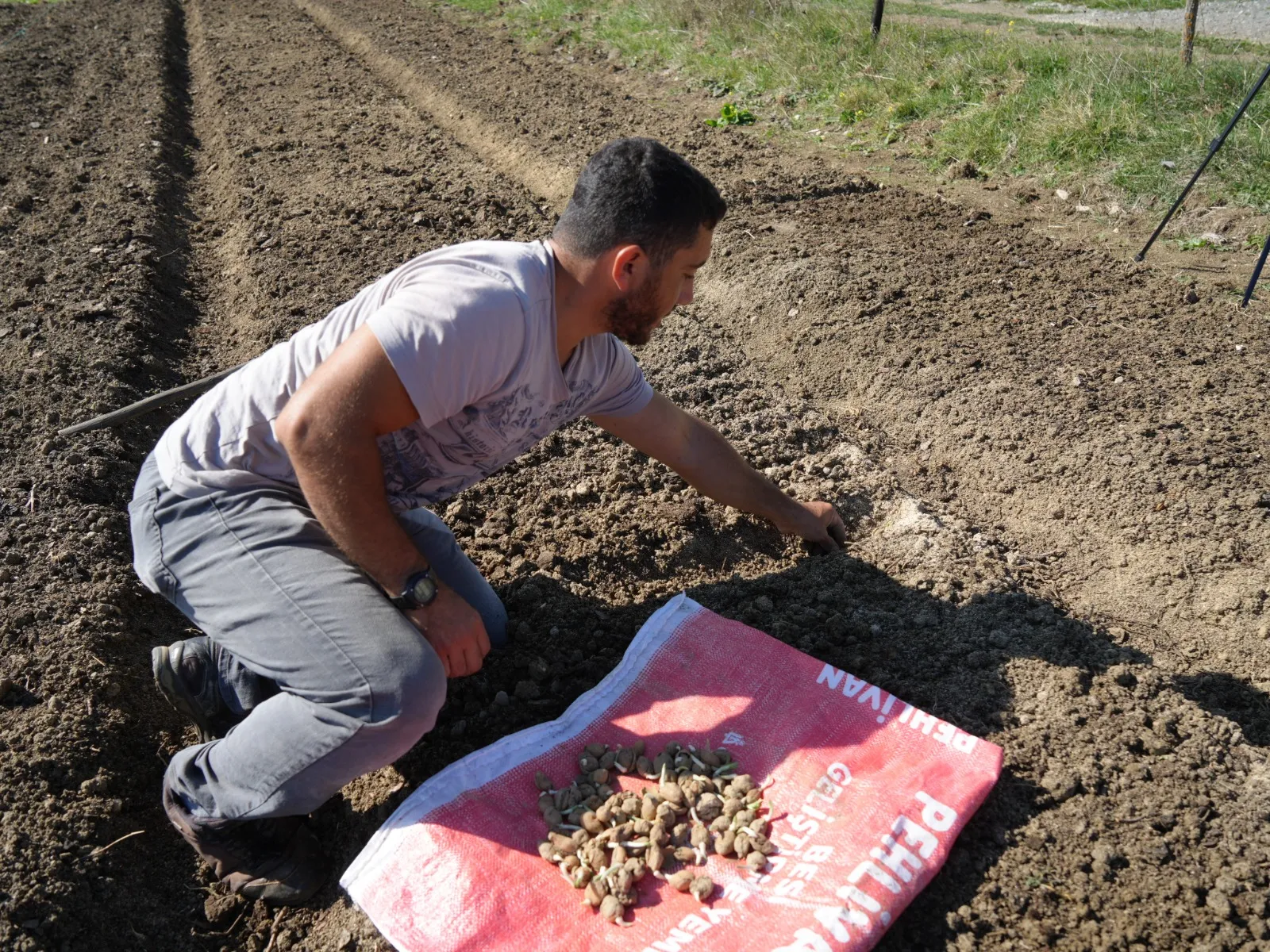 Doğada Toplanması Yasak Kastamonu'da 12 Dekar Alanda Dikim Başladı 5