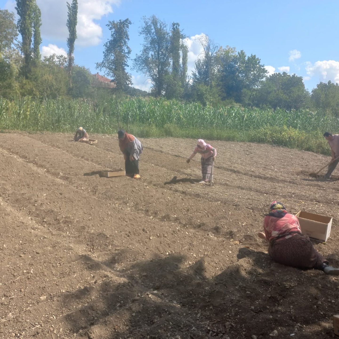 Kastamonu Arac Salep Tarim (5)